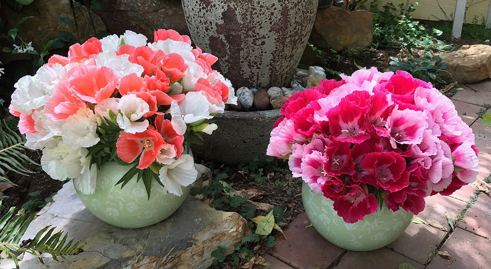 Godetia cut flowers